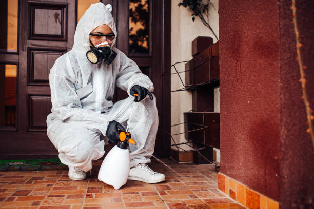 Attic and Crawl Space Rodent Treatment in Hartford